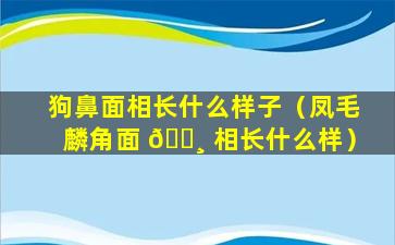 狗鼻面相长什么样子（凤毛麟角面 🕸 相长什么样）